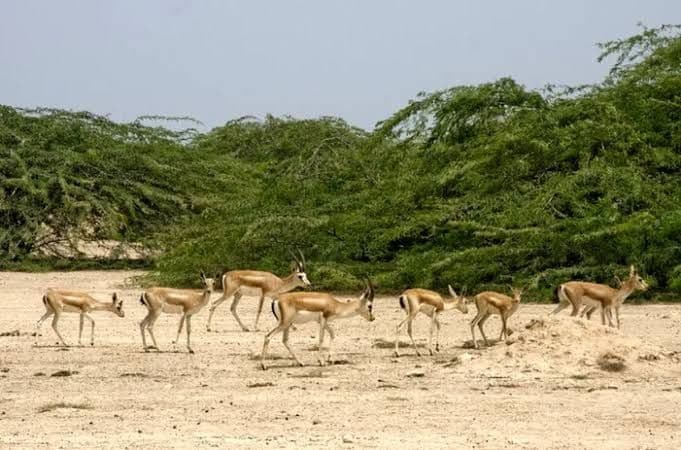 @Babak Taghvaee - The Crisis Watch: I call on CENTCOM to be careful when bombing Khark Island. Bombing vegetation and sand in the middle of the island might serve as political pressure on the Islamic regime of Iran from your point of vi